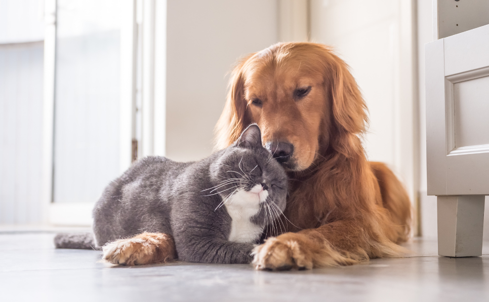 Décoder les Subtilités de la Communication entre Chiens et Chats