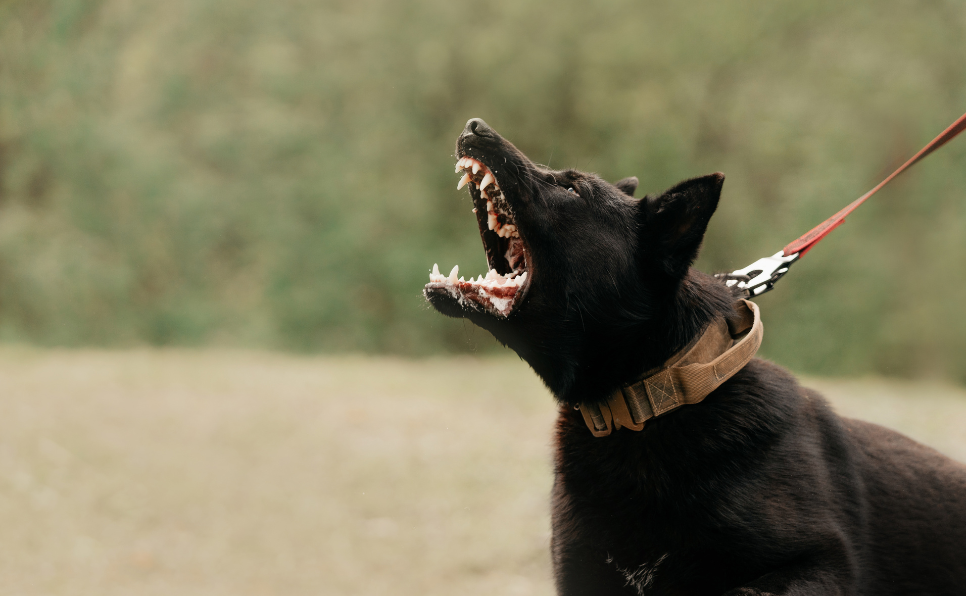 Gérer l'agressivité chez les chiens : Conseils et approches
