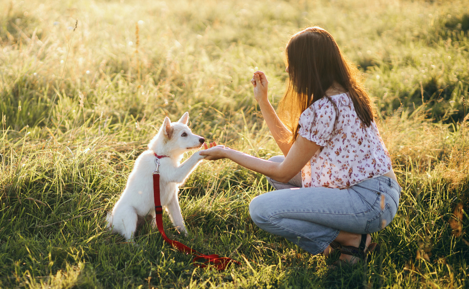 A quel âge faire éduquer son chiot