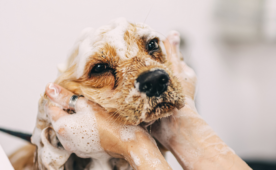 A quelle fréquence amener son chien chez le toiletteur