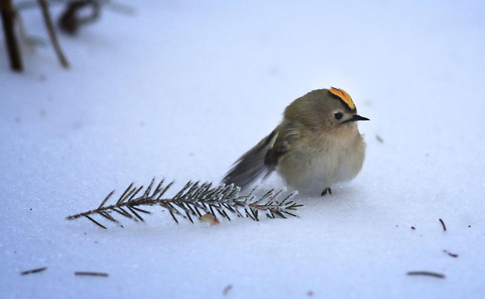 Comment aider les oiseaux à survivre en cas de froid