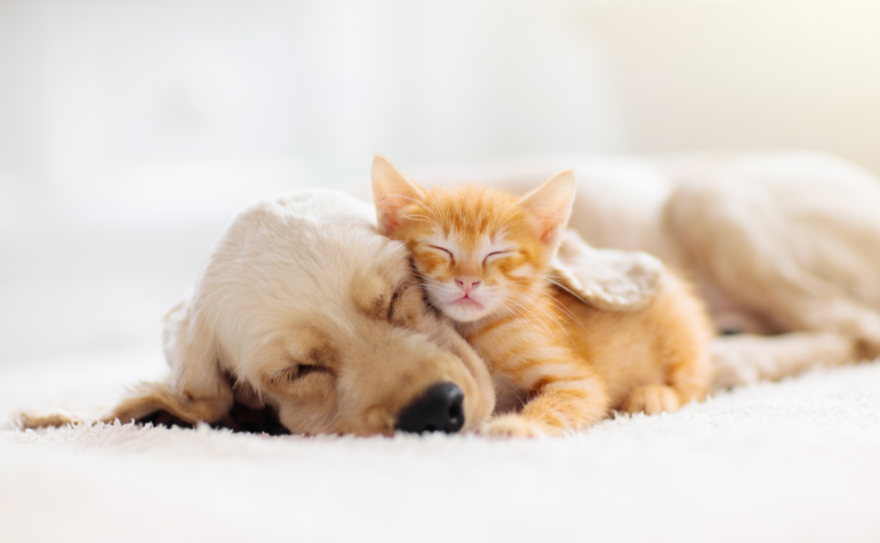 Comment faire cohabiter au mieux son chien et son chat
