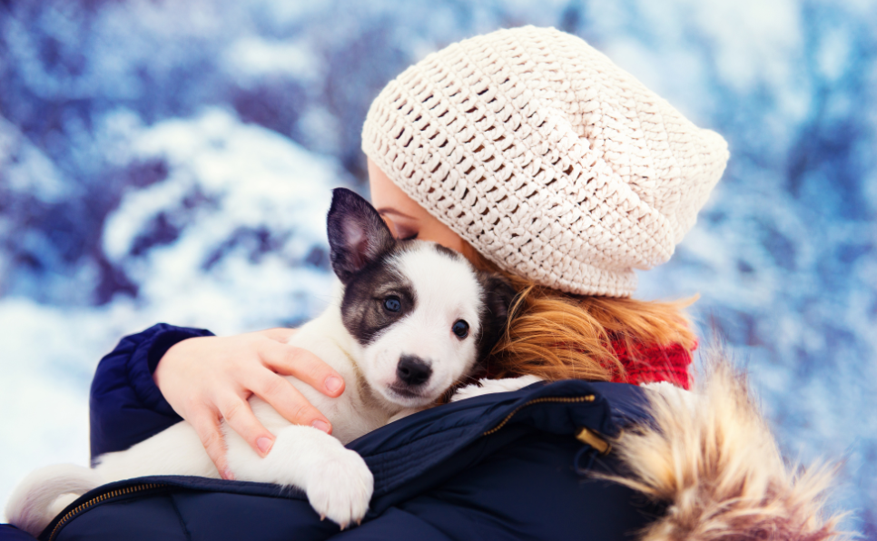Comment prendre soin de votre chien par temps glacial