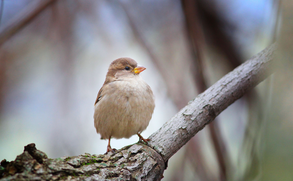 Comment reconnaître les signes d'un refroidissement chez votre oiseau en captivité