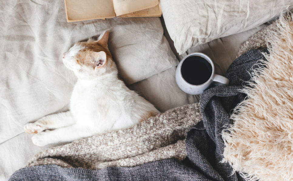 Comment reconnaître les signes que votre chat a attrapé froid