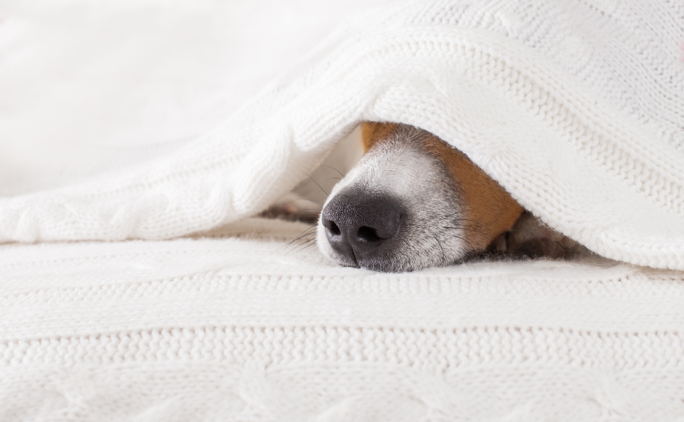 Comment reconnaître les signes que votre chien a pris froid