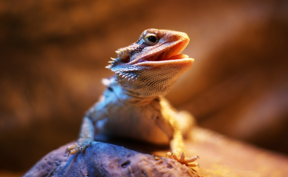 Comment savoir si votre reptile a attrapé froid