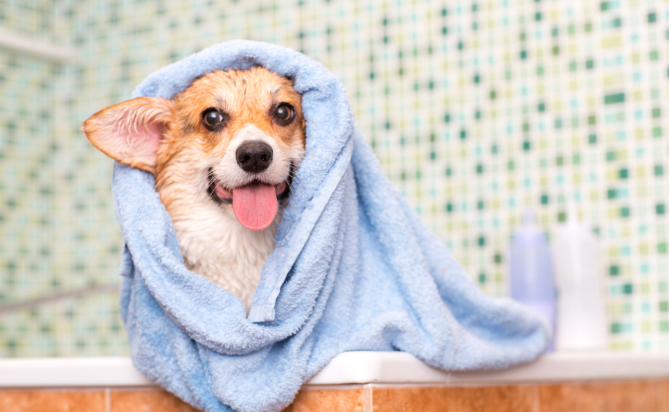 Le toilettage canin à domicile