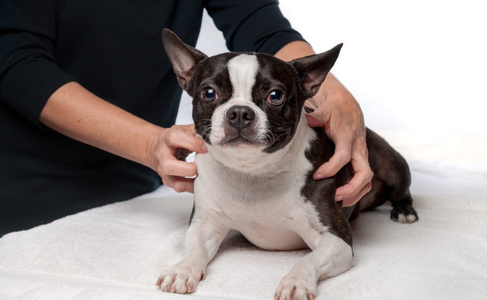 Les bienfaits de l'ostéopathie pour les animaux de compagnie