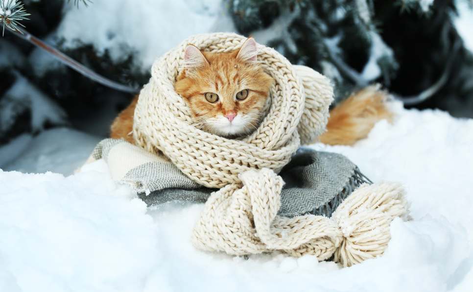 Prendre soin de son chat pendant les grands froids